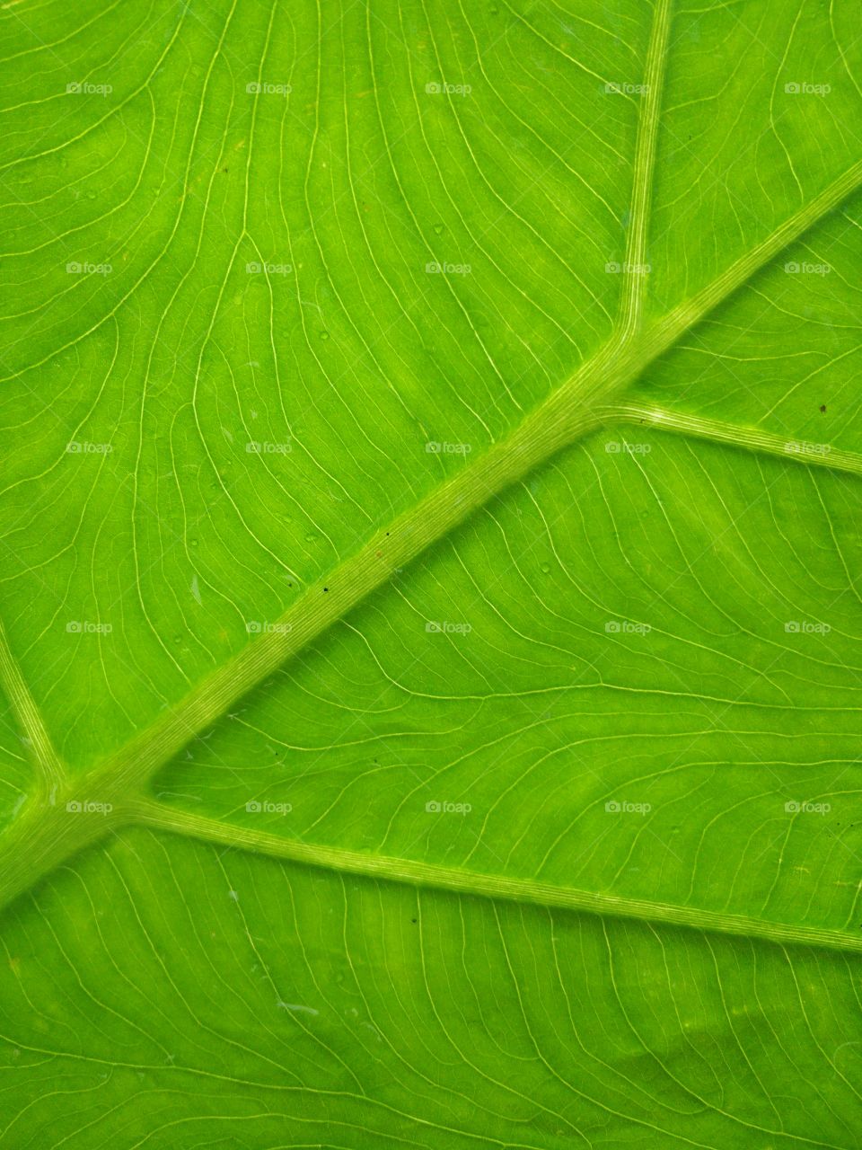 leaf