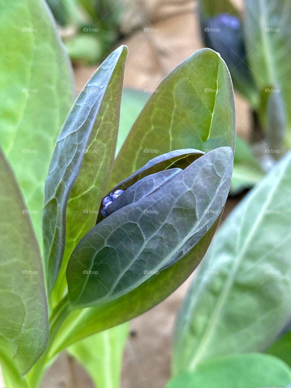Leaves and flower buds of Virginia bluebells 