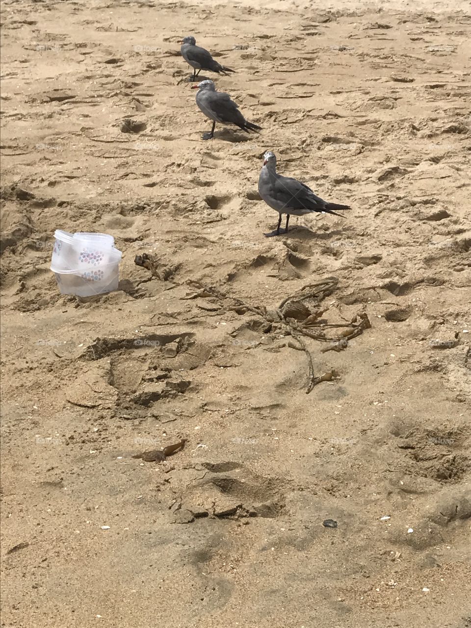 Three seagulls 