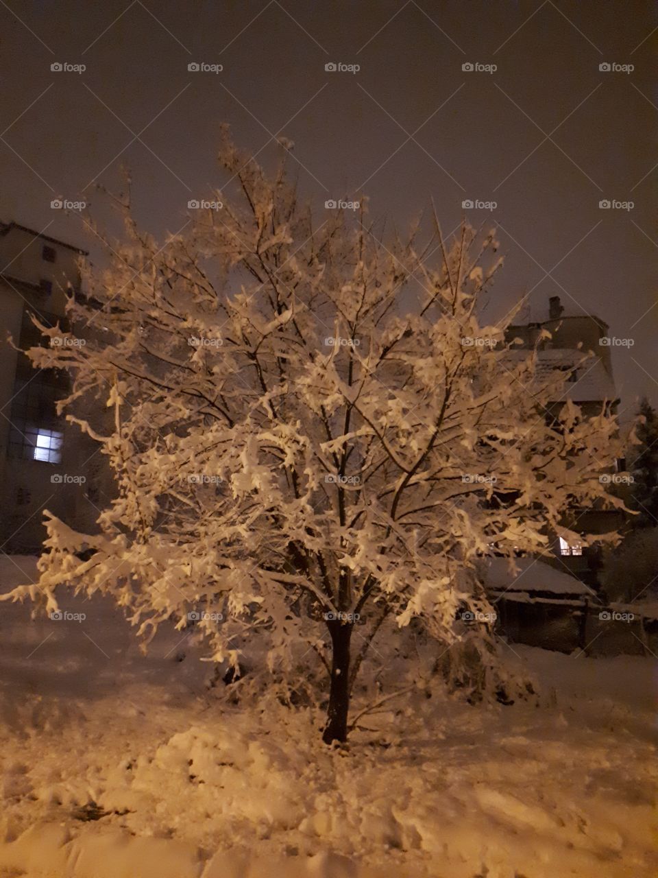 winter tree