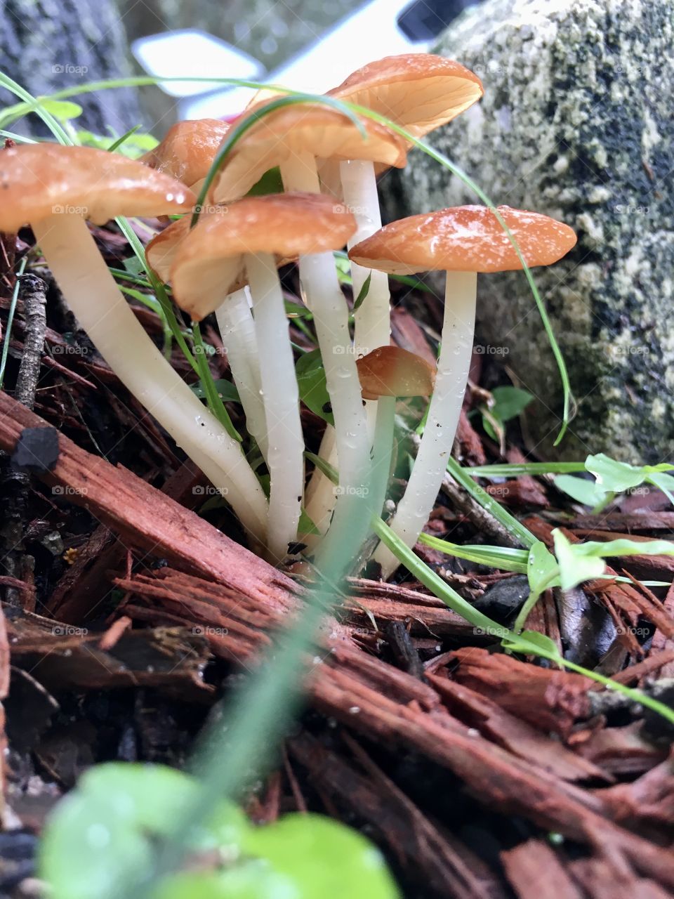 Mushrooms growing in spring mission 