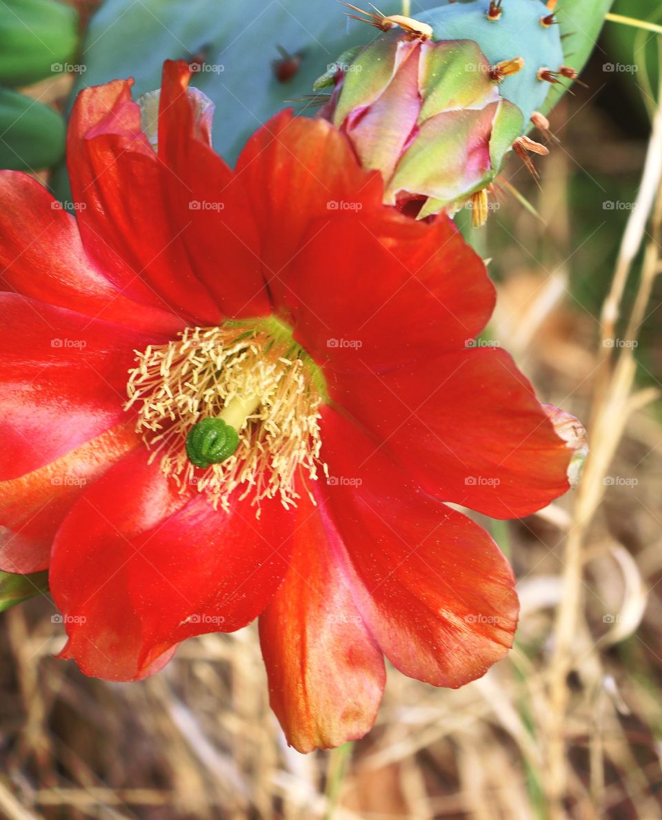 Cactus flower