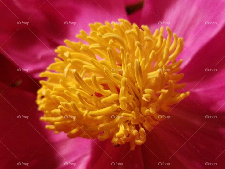 Macro of blooming flower center.