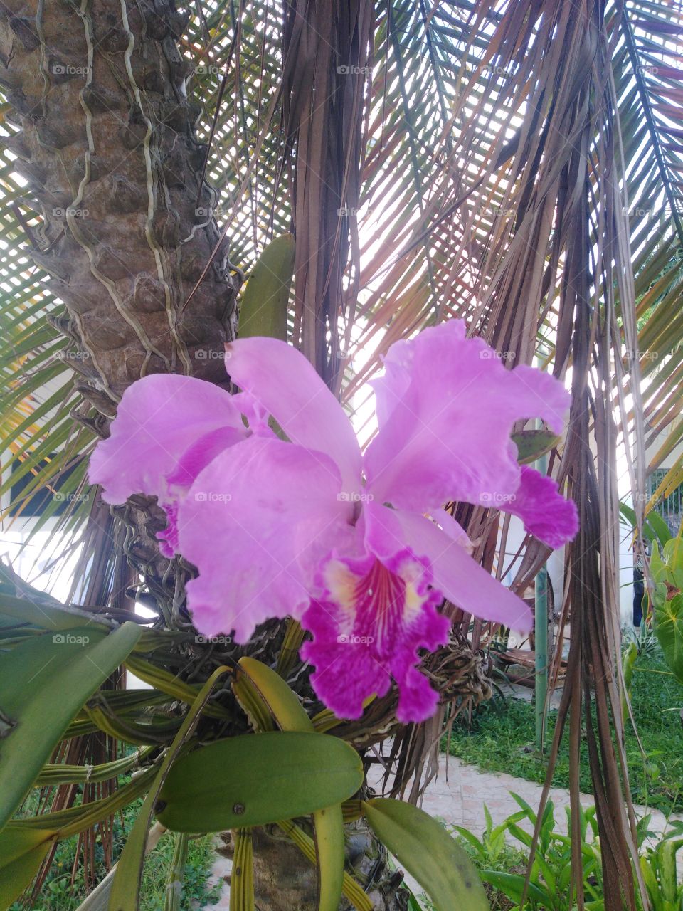 Orquídea