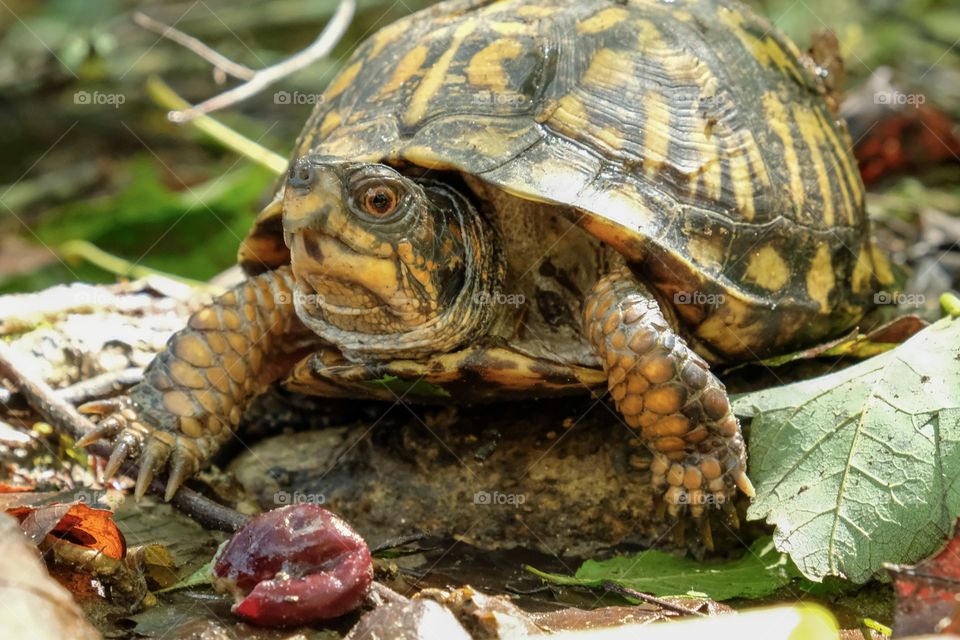 An eastern box turtle, North Carolina’s state reptile, enjoys a muscadine grape snack in the forest at Yates Mill County Park in Raleigh North Carolina.