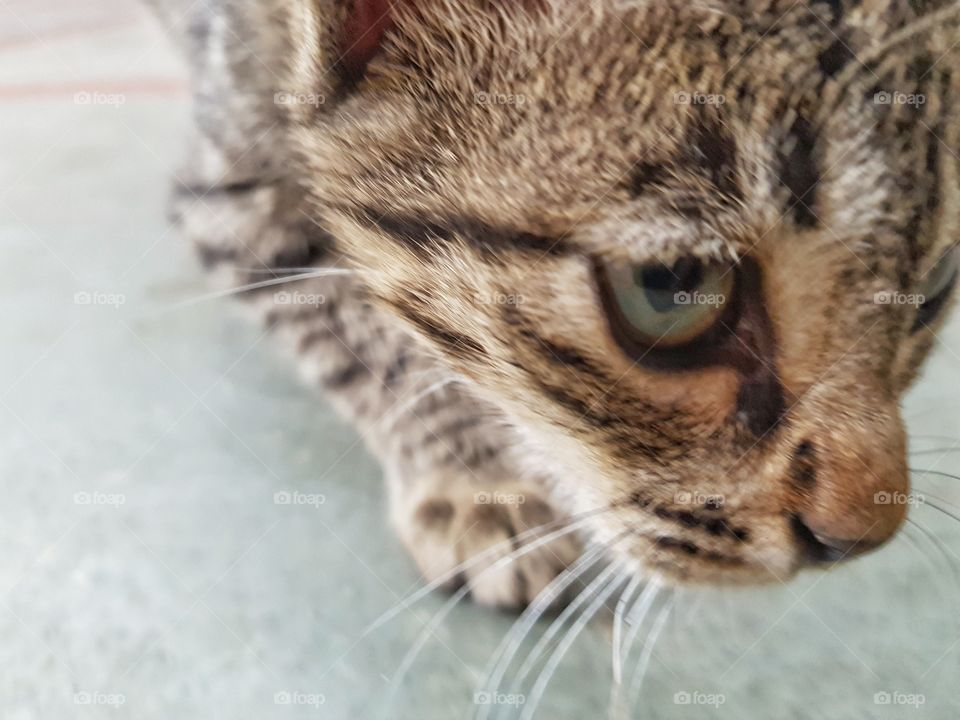 Kitten Close Up