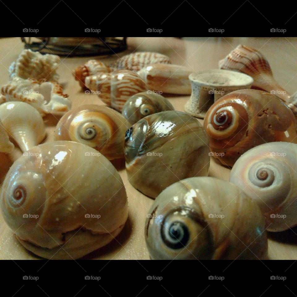 Eye Found Shells