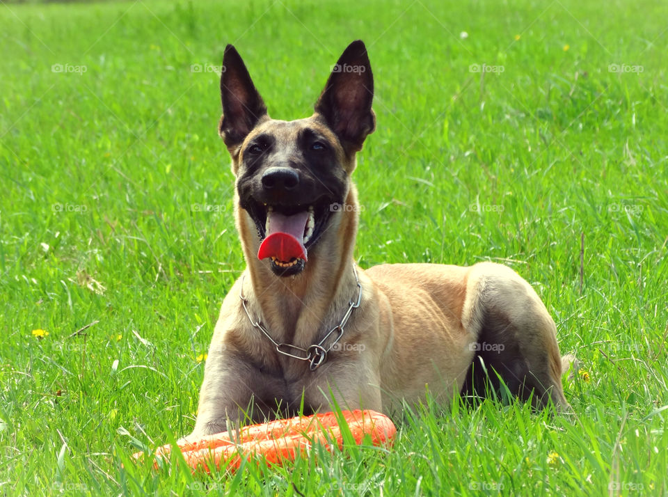 Dog shepherd malinois