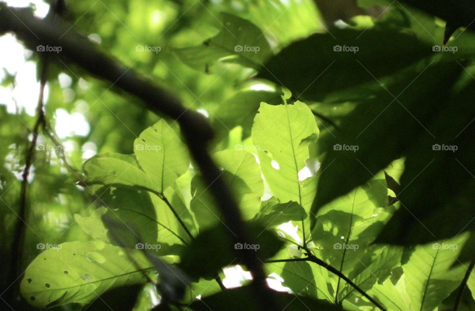 A tree seen from below