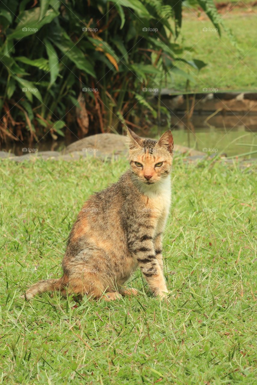 A cat sitting on a green field