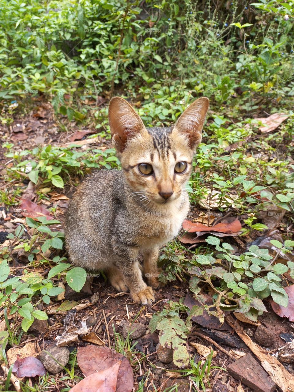 The cute kitten is in the grass garden