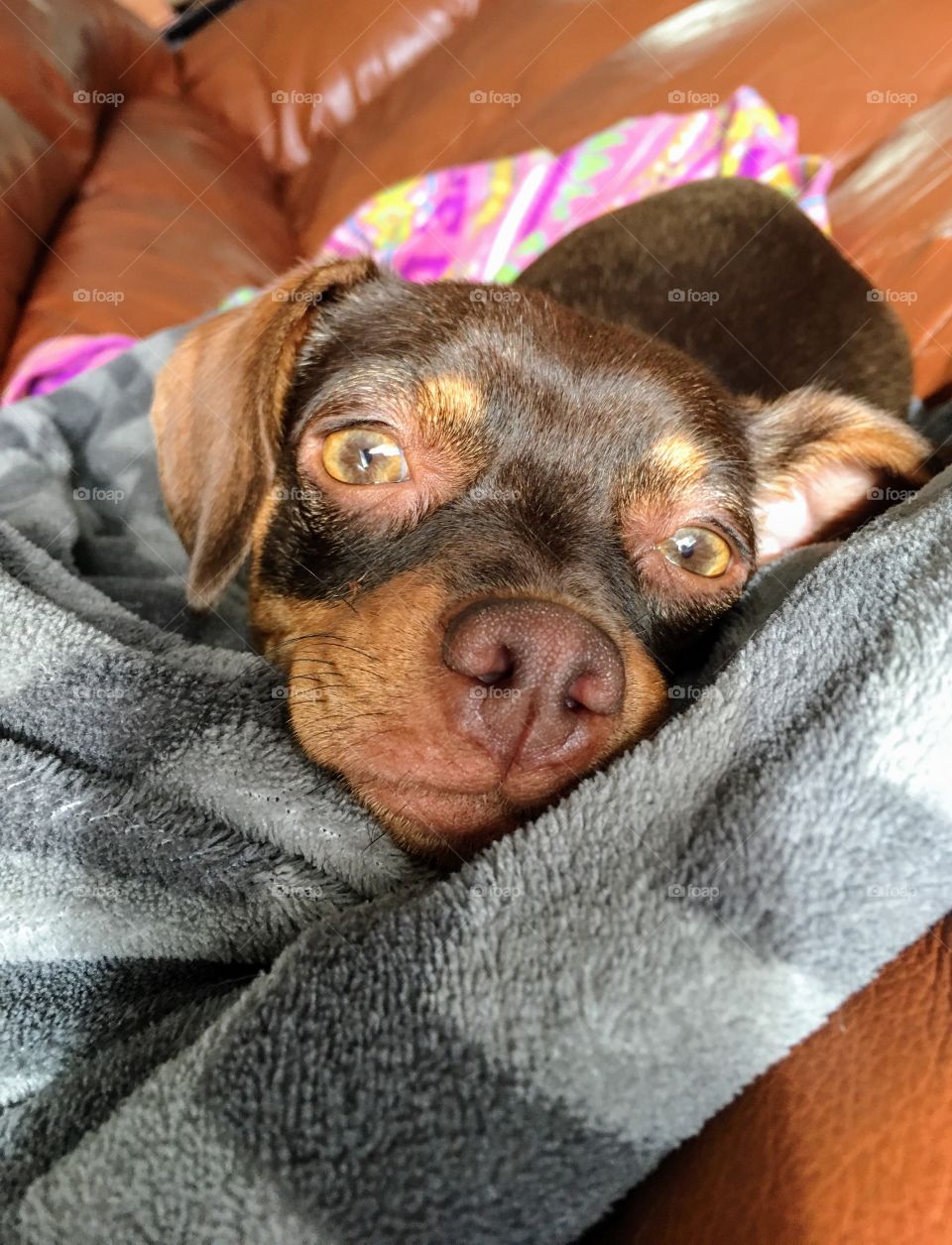Brown dog looking at you. Close up