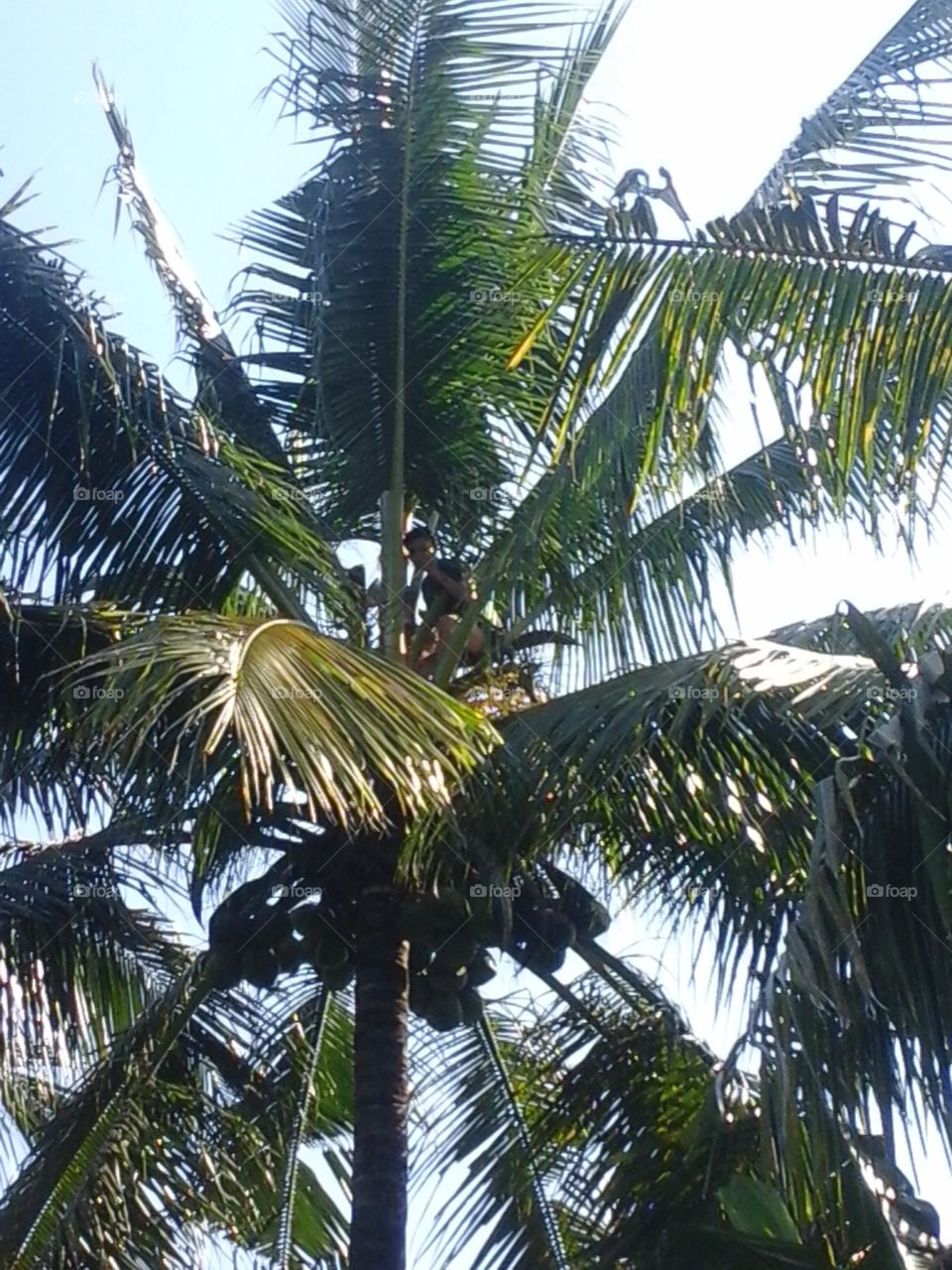 Palm, Tropical, No Person, Coconut, Tree
