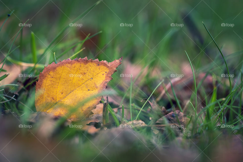 A portrait of a fallen autumn leaf with a brown edge and a yellow center in a grass lawn during fall season.
