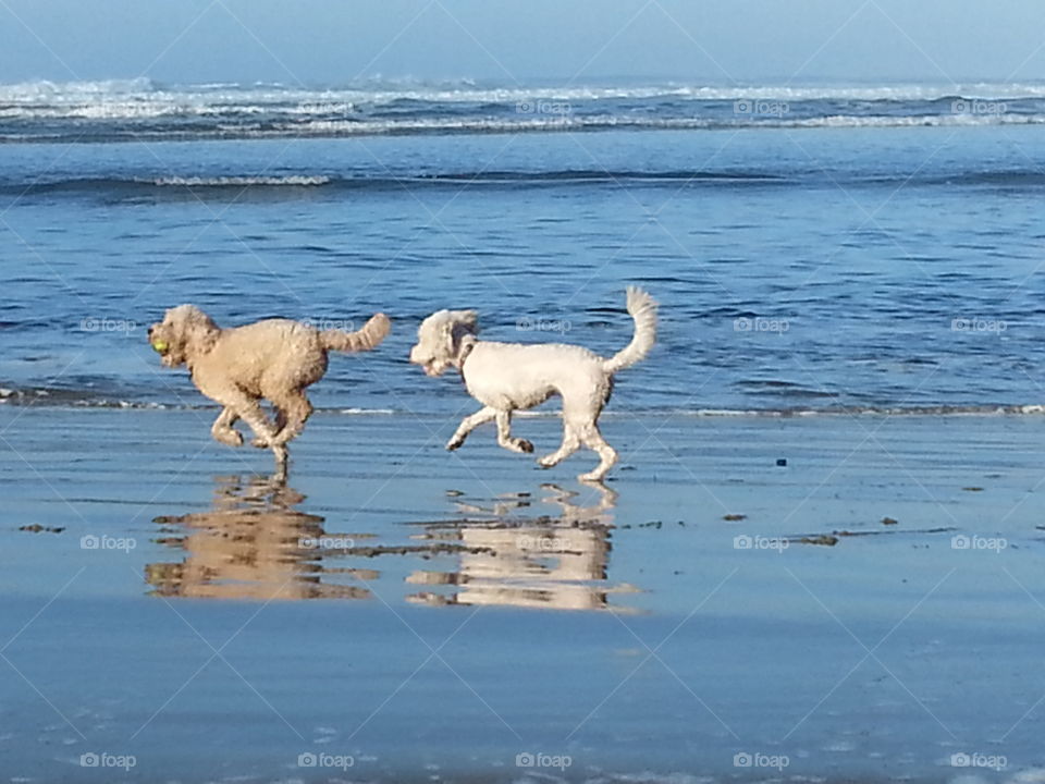 dogs having a ball on beach