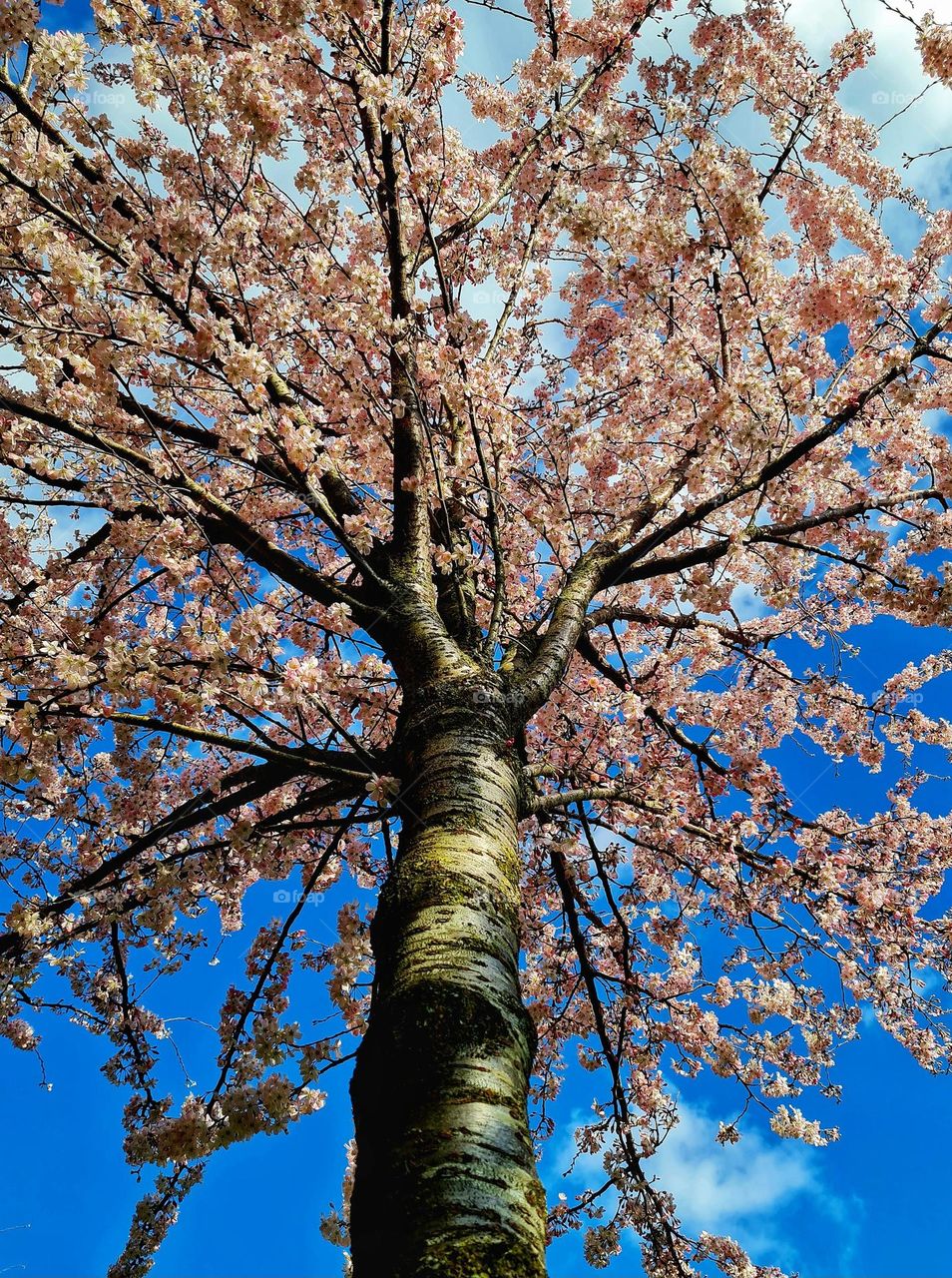 A tree full of pink blossem reaching to the blue sky with a little white clouds gives a feeling of spring is in the air.