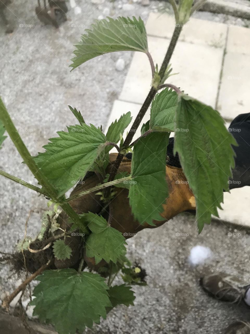 Planting raspberry bush in spring