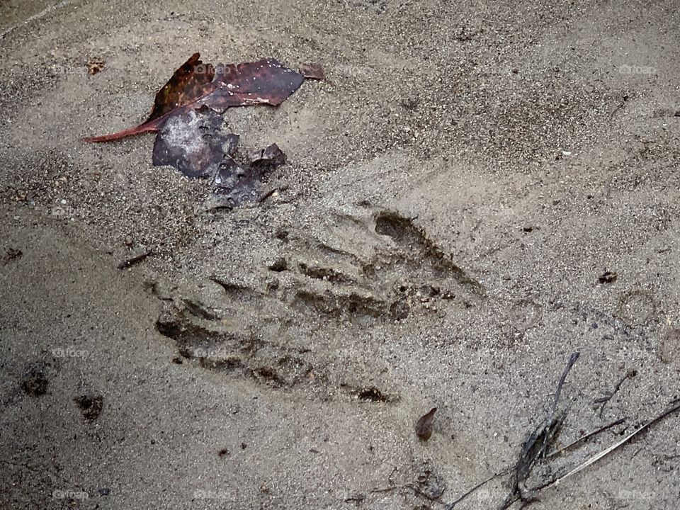 The bandit left fingerprints!(raccoon paw-print)