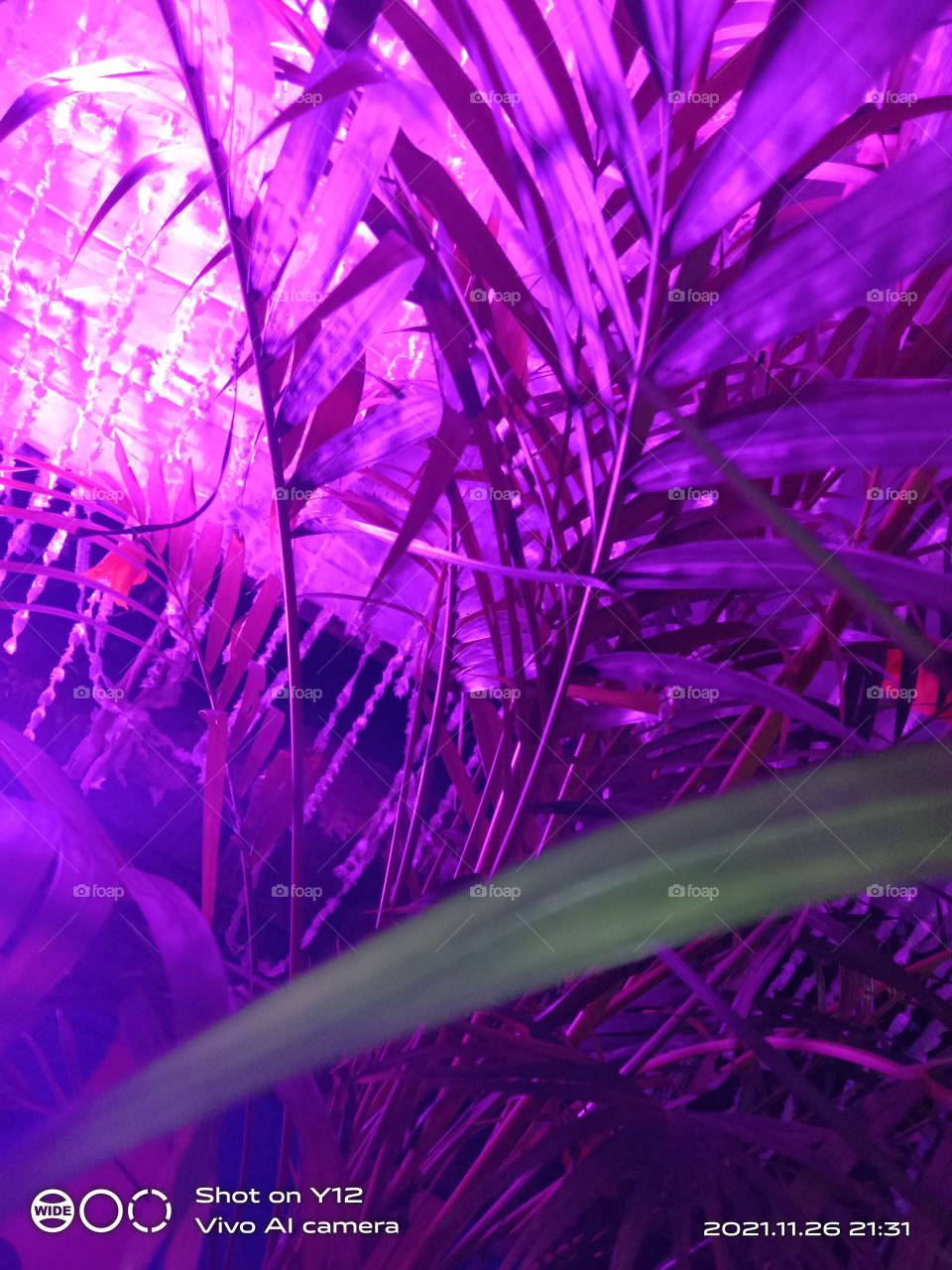 plants with 💜 clr