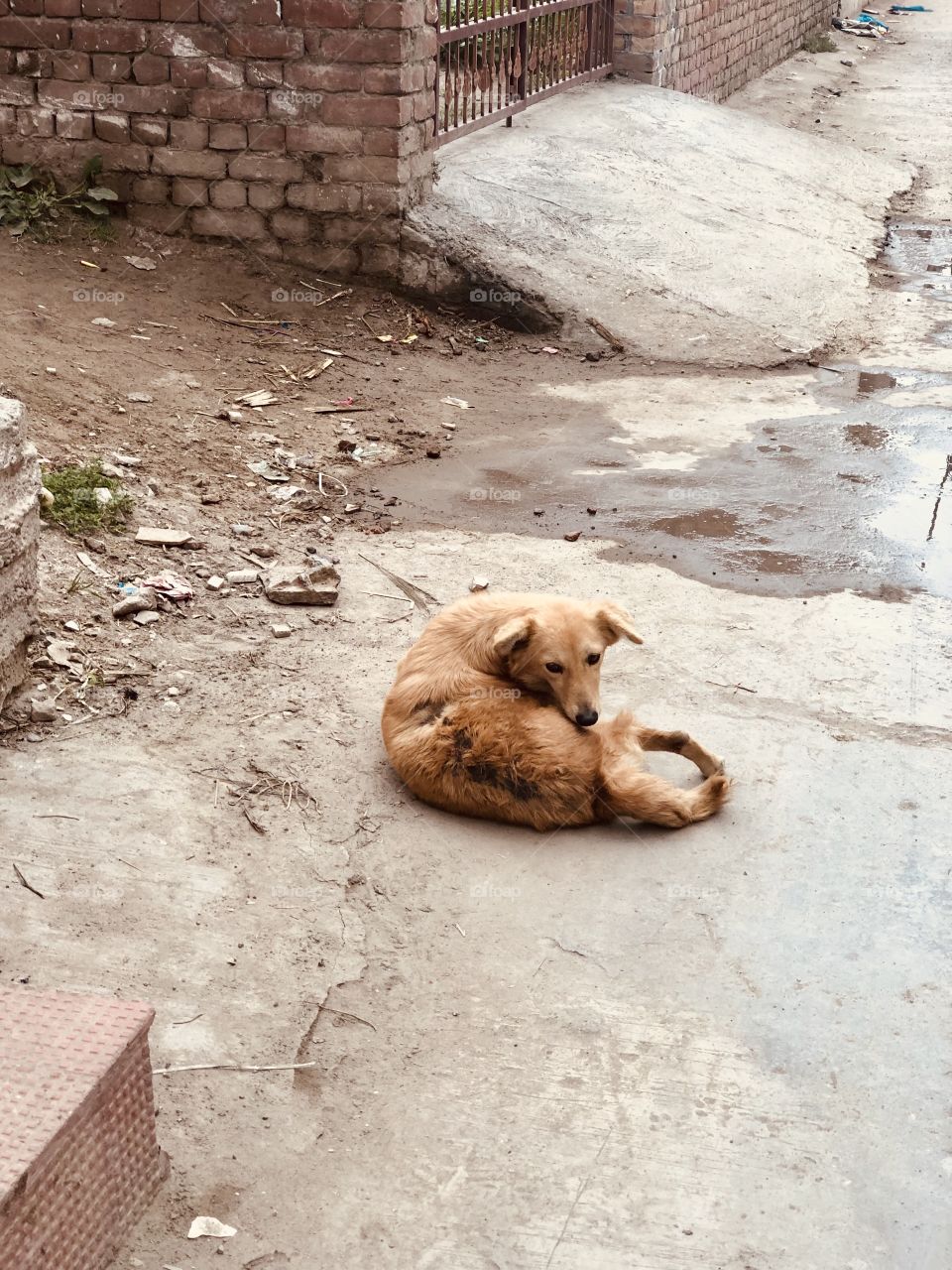 Dog in the streets of india