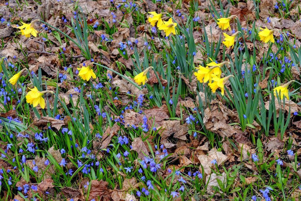 Spring wins: blooming blue and yellow flowers 