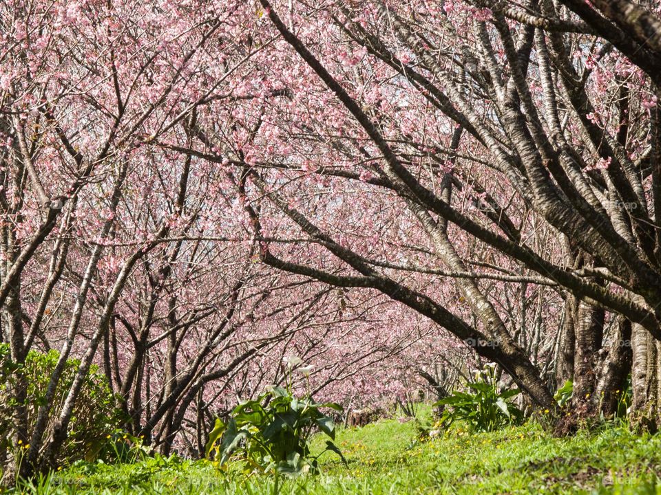 Tree cherry