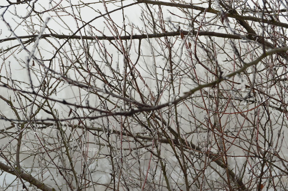 ice on a branch