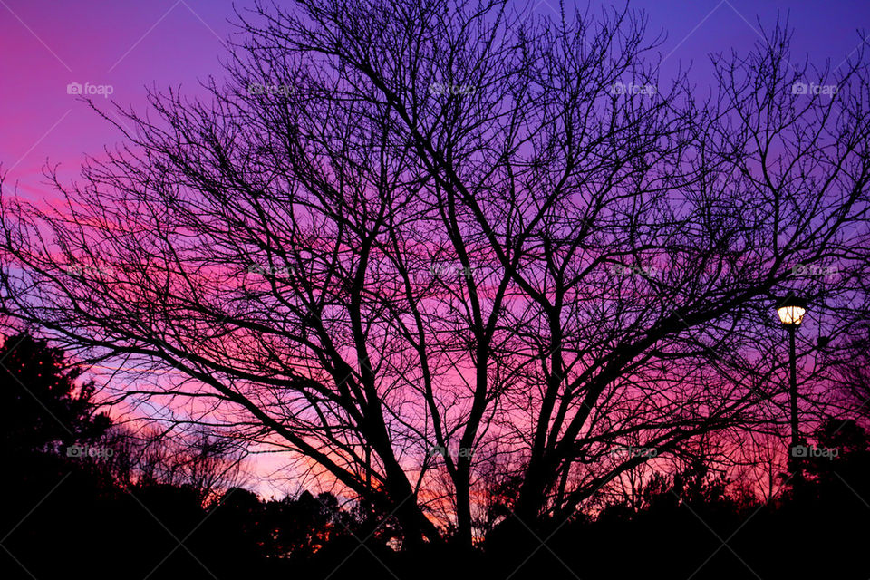 Sunset over bare tree