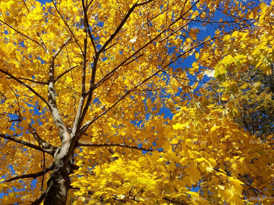 a tree with yellow autumn leaves