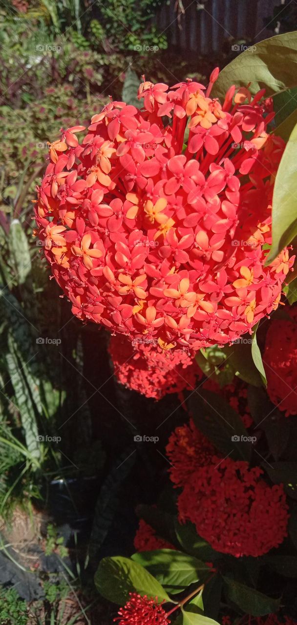 Ixora in the afternoon light