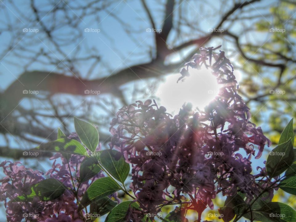 Lilac Light