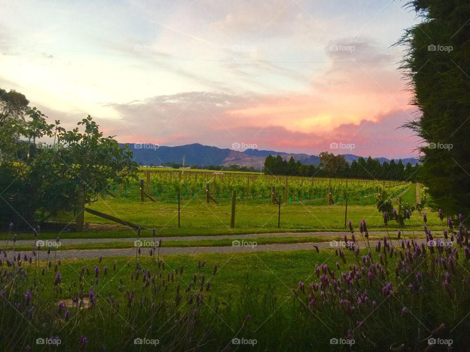 Vineyard at sunset in Marlborough New Zealand