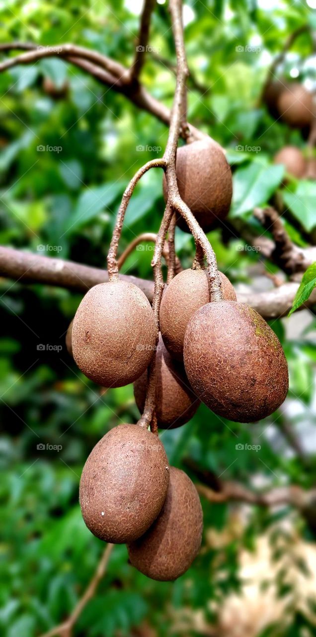 Manilkara Zapota is a long-lived fruit tree. The tree and its fruit are known by several names such as sapodilla, anchor or anchor manila, or ciku. Sawo manila is a fruit plant that belongs to the sapodilla tribe originating from Central America