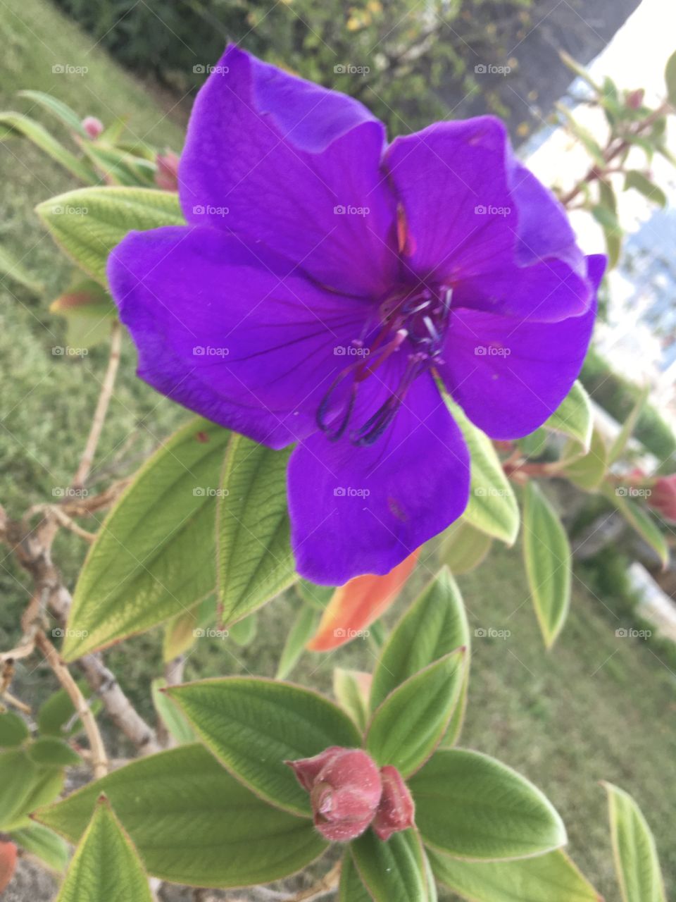 Purple tropical flower from pinky bud