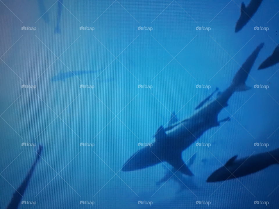 mergulho com tubarão