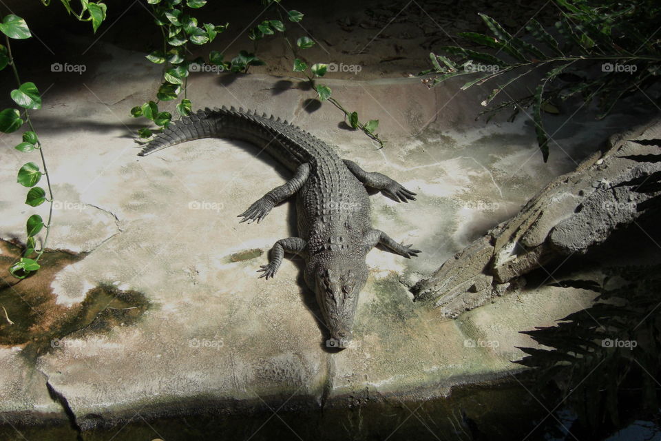 Crocodile