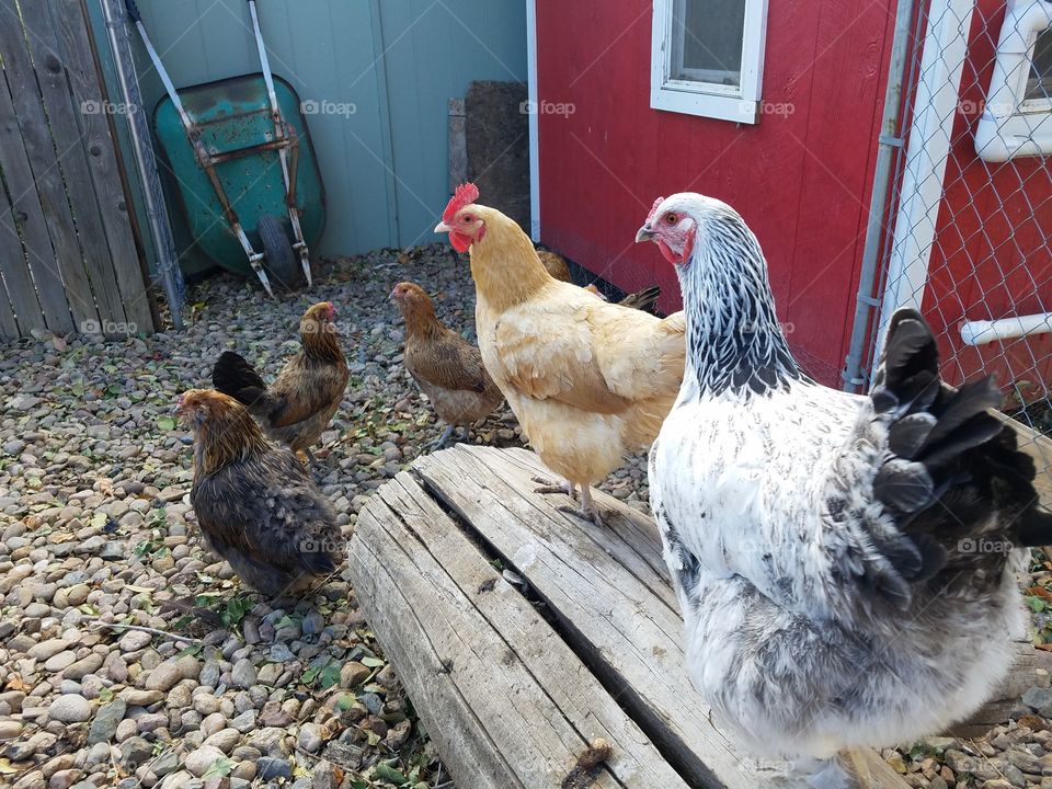 Friendly hens!