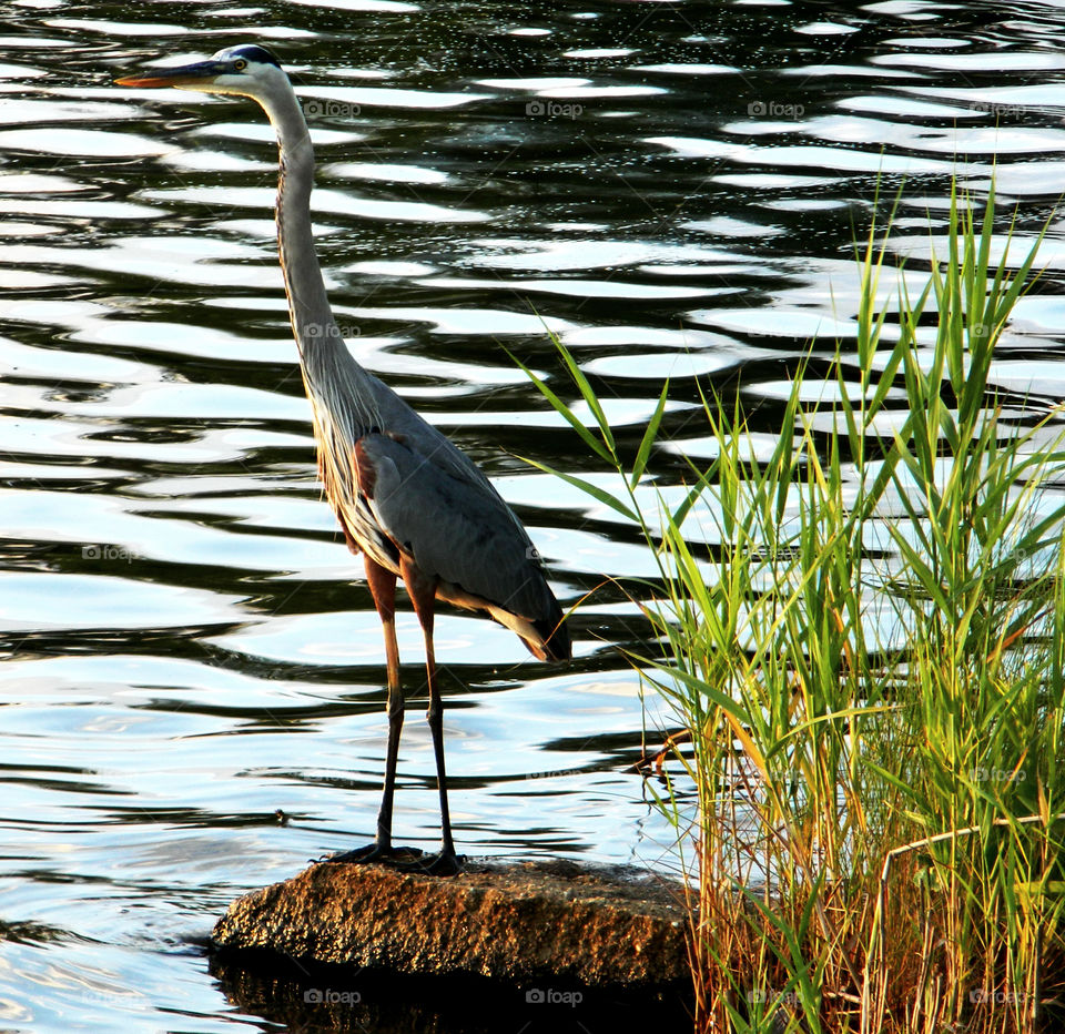 Blue Heron! Water, Water, everywhere! I just happen to be fortunate enough to live in a state that has approximately 12,000 square miles of beautiful, refreshing, colorful oceans, rivers, lakes, ponds and swamps!