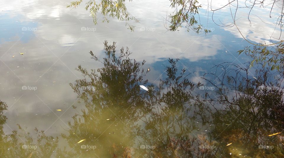 feather on the lake