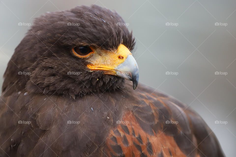 Hawk profile 