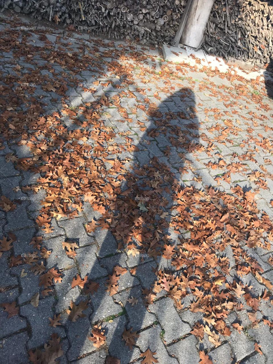 Shadow autumn