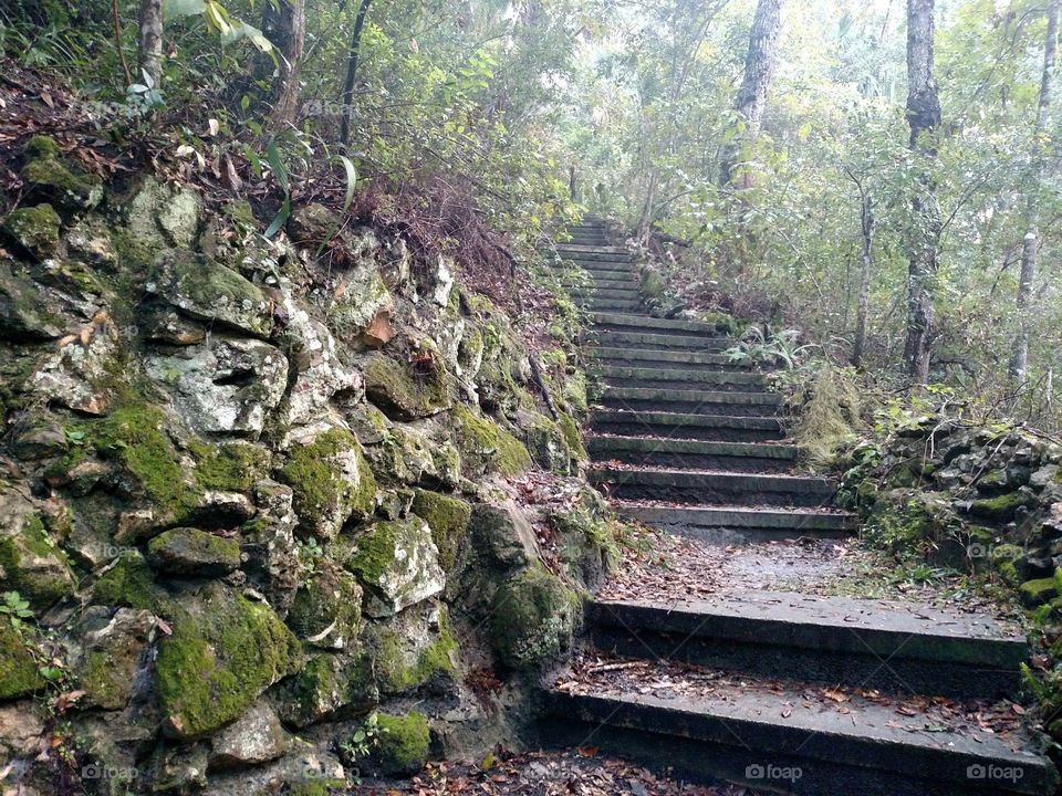 Old path through the forested ravine