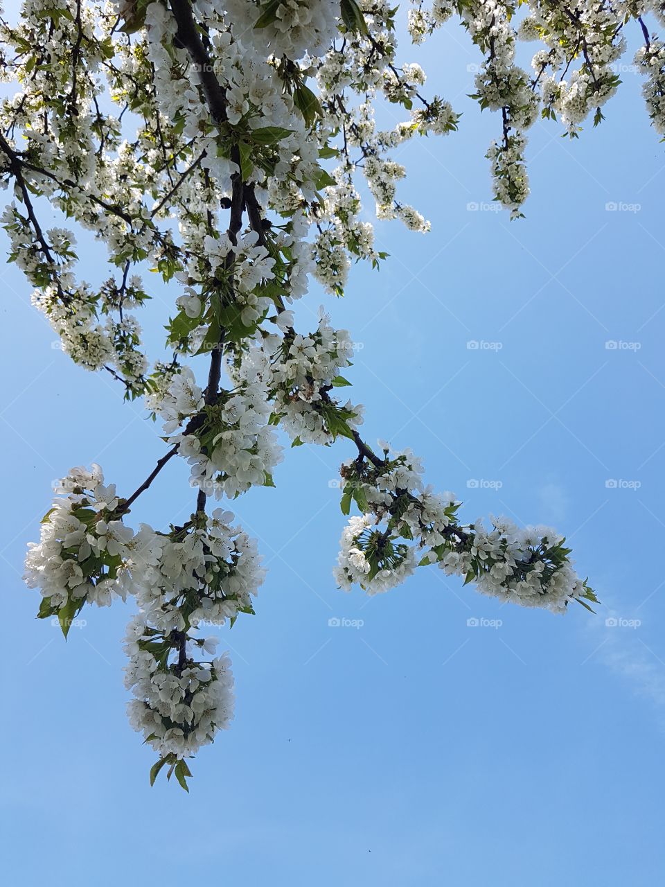 Flowered branches in spring