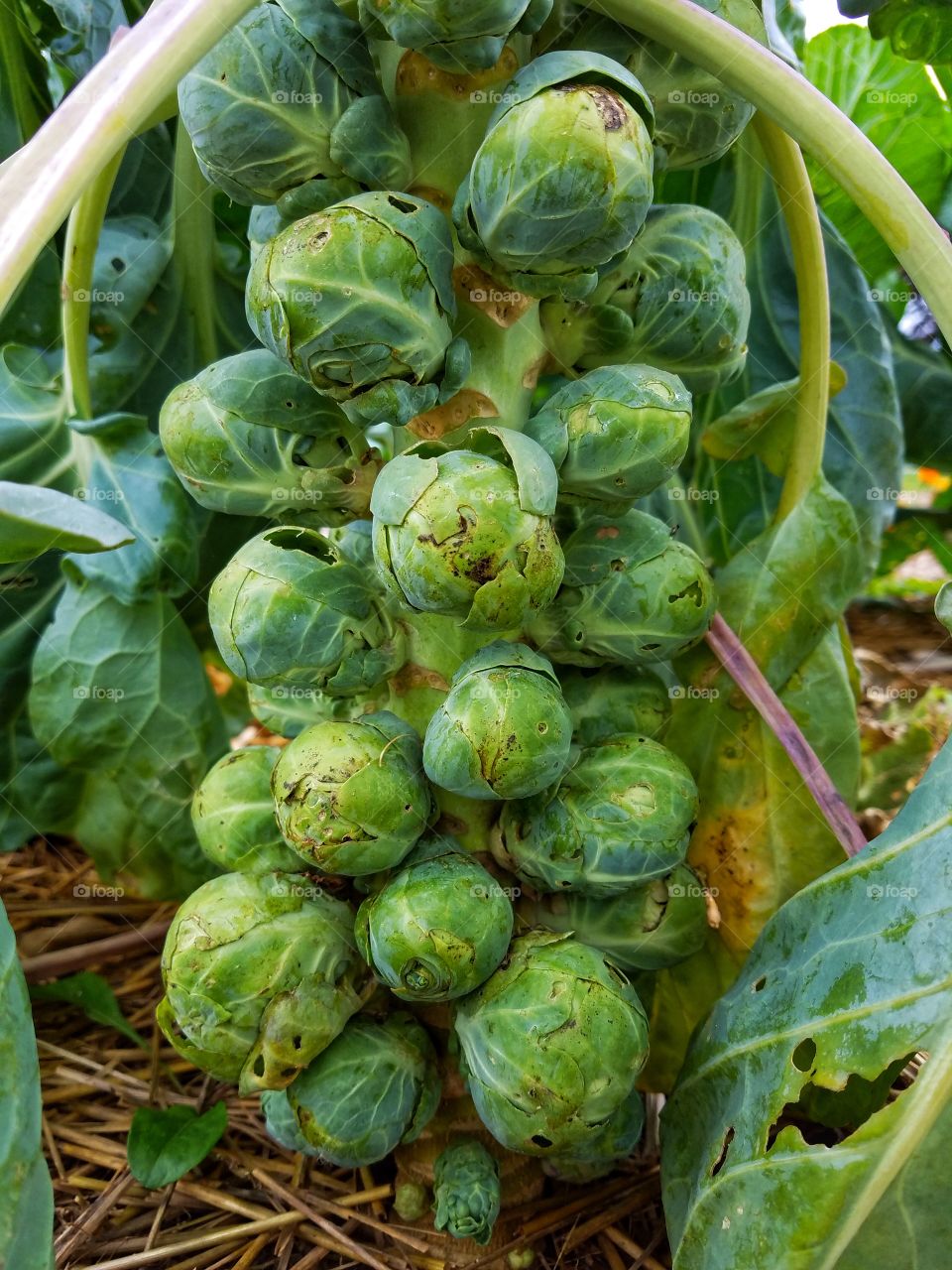 Brussel Sprouts