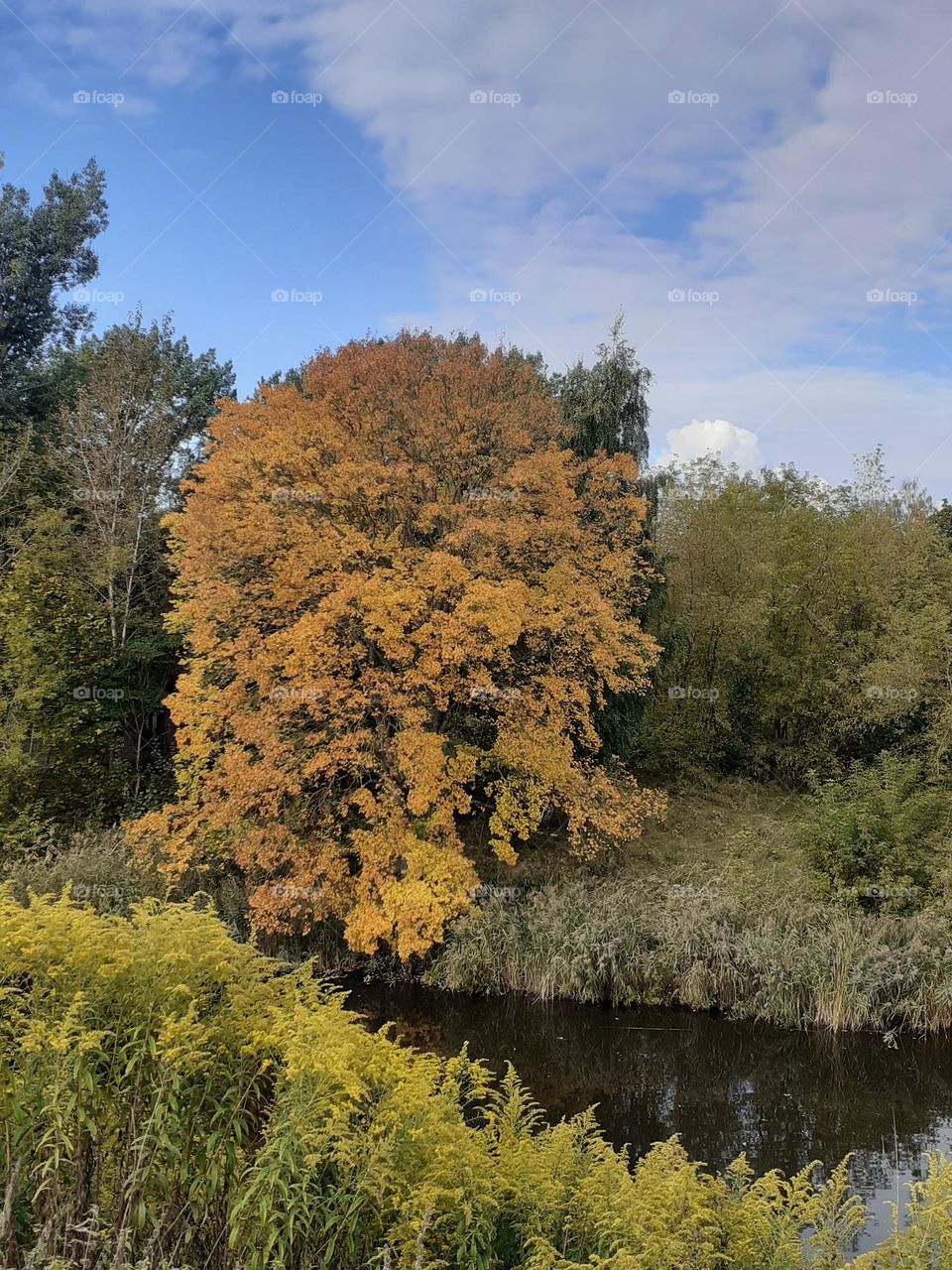 Осенняя пора... очей очарованье...