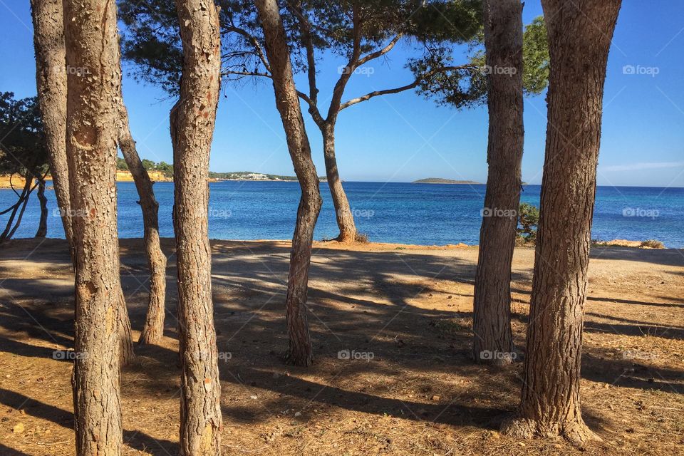 The beach through the trees