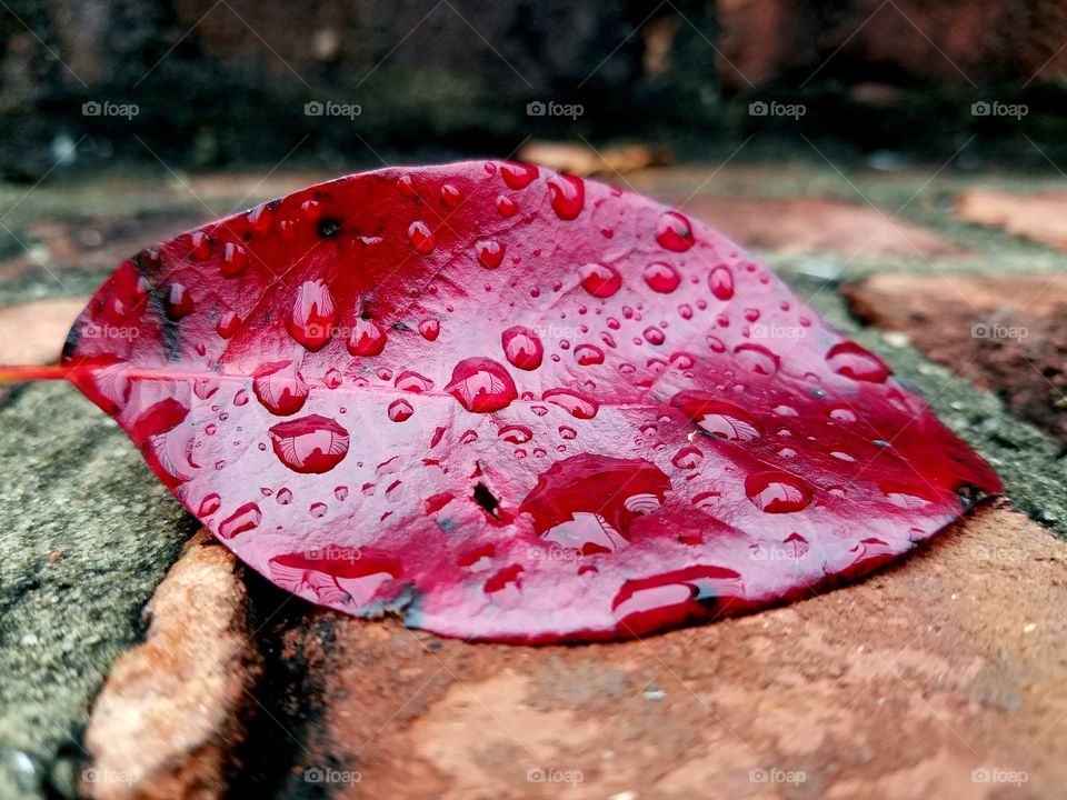 wet leaf on brick