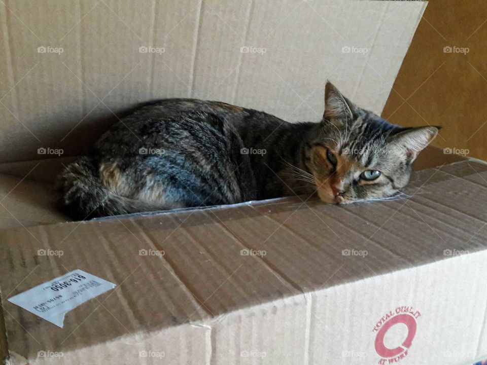 Cat in a box