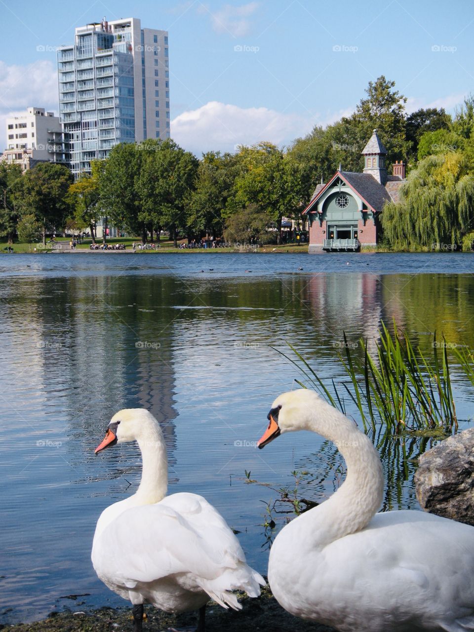 Swans on Harlem Meer