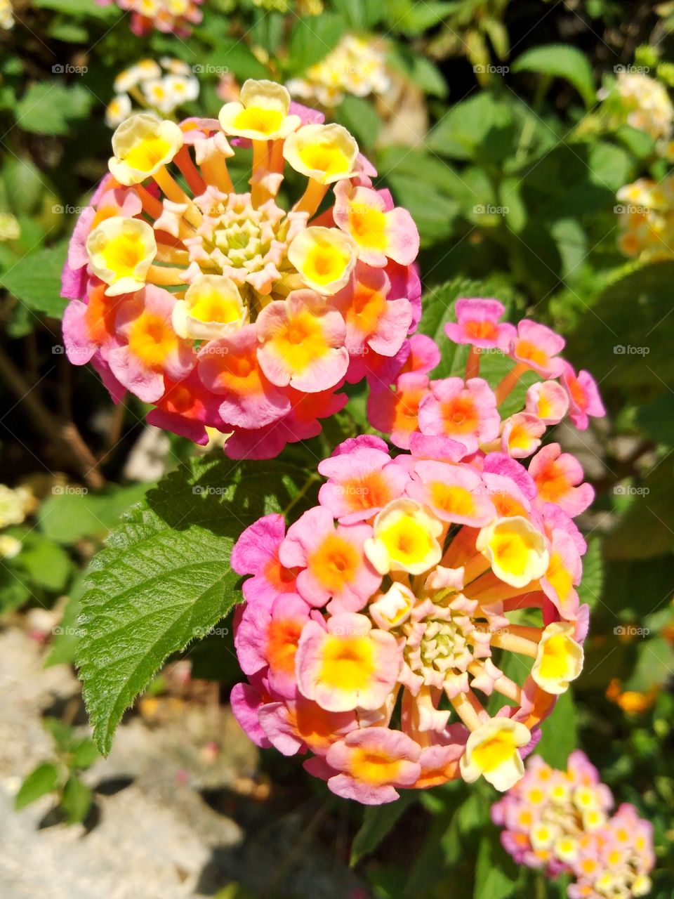 Lantana camera.